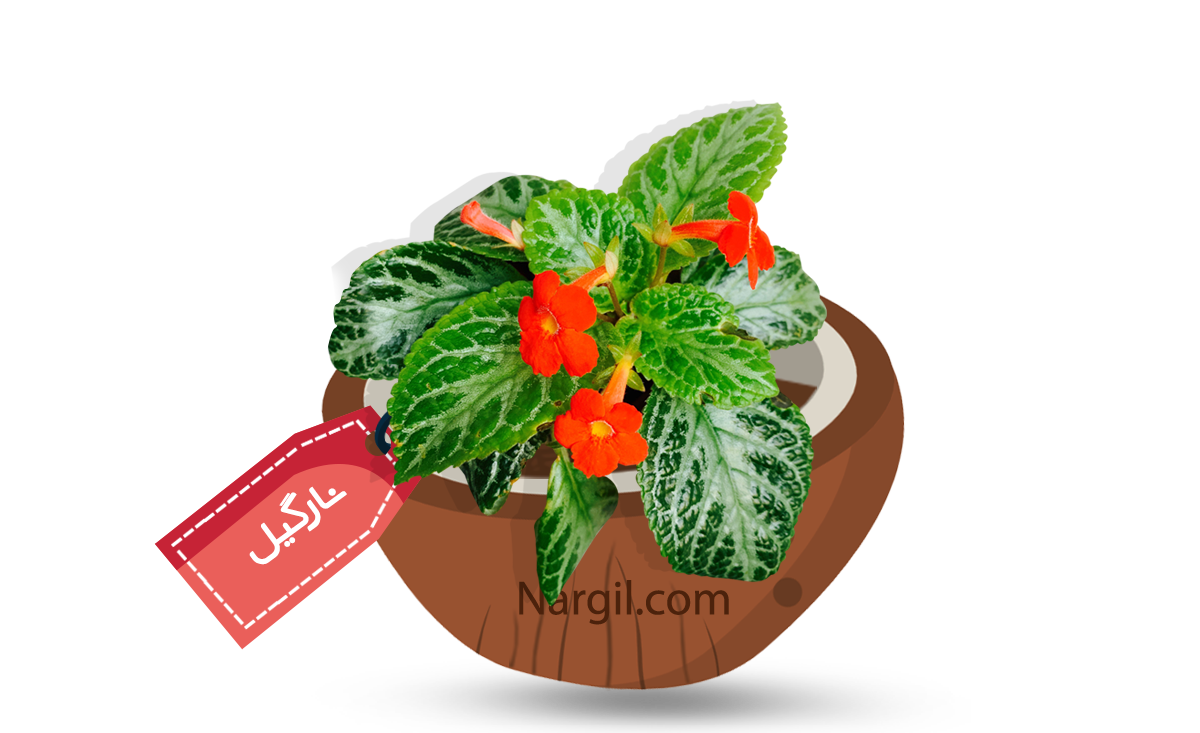  Nargil - Flame Violet